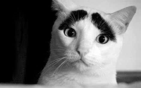 sheps's profile picture. 