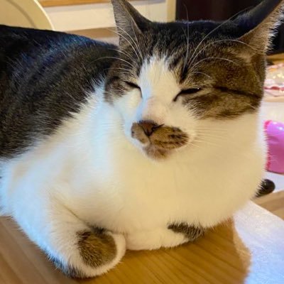 ロックされた前垢@feris8p_24 / ぷよぷよ1000万TA 88:49 世界16位 /ぷよぷよ100万TA 7:15 世界14位 / steam版ぷよぷよeスポーツ レート3604 世界15位 / Minecraft Hotsserver FFA 一位 (Ver 1.8期)