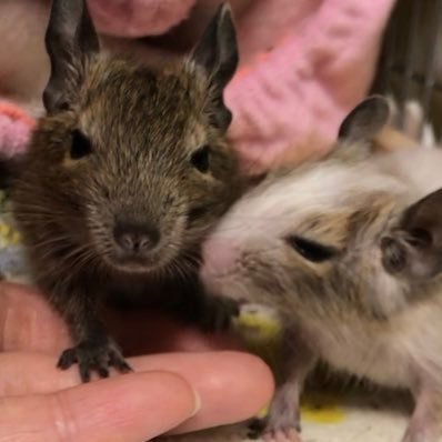 2019.8.10生後2週間のベビデグをお迎え。茶がおはぎ🐀(24.1.4🌈)で、白がだいふく🐁(23.9.10🌈)。2019.11.10生後1ヶ月のベビデグお迎え。あんみつ🐀です。中の人(はとり)は、初めてデグーをお迎え。この子達を元気に育てて仲良くなりたい。デグー友達増えたら嬉しいです🥰