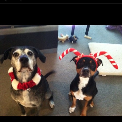 larich311's profile picture. 