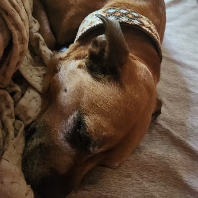 BradHayes720257's profile picture. Die Hard Carolina Panthers Fan