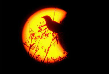 teddysonner's profile picture. T