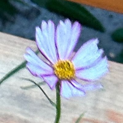 wylinwhenwaitin's profile picture. 2n 늦베베/🌹🐱💜 지만 올프/도쿄베베...ㅠㅠ