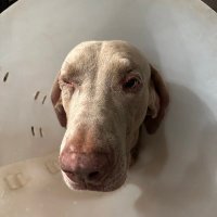 Luis Bedoya (@ancientartifax) 's Twitter Profile