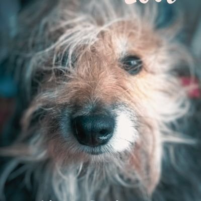 88CharleyBarley's profile picture. Dog Lover