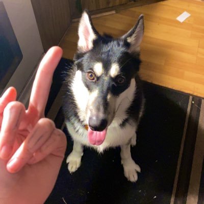 disabled but ballin // minor // indigenous // i've probably worked with your favs // pfp is my dog (taiko) whom i love // @torontostnycrow // @againstprotocol