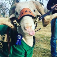 CSU SASS (@csu_sass_) 's Twitter Profile