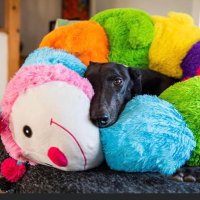 B.G.O.A(Brighton Greyhound Owners Association)(@B_G_O_A) 's Twitter Profile Photo