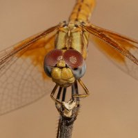 Pipa Terrer (@pipaterrer) 's Twitter Profile Photo Pipa Terrer (@pipaterrer) 's Twitter Profile Photo