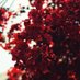 Red (@ssaredoye) Twitter profile photo Red (@ssaredoye) Twitter profile photo