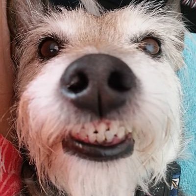 zebragal's profile picture. I believe in Bigfoot, the perfect man & other fantasy creatures 👽
I kiss my dogs on the lips 💋
#BeNice ❤️ #NoDrama
#AdoptDontShop 🐶 #DogsofTwitter 🐾