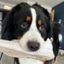 Bernese Mountain Man (@roifitnesshq) Twitter profile photo Bernese Mountain Man (@roifitnesshq) Twitter profile photo