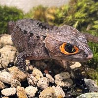 アカメてと (@teto_eo) 's Twitter Profile Photo