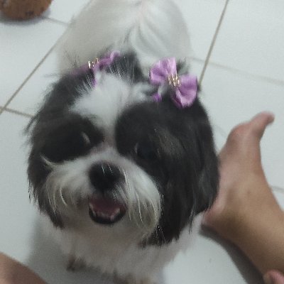 fla19041's profile picture. Em construção.