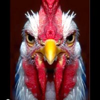 ElGallo (@elgallo2045) 's Twitter Profile