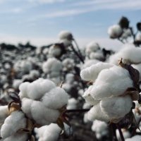 Wilmeth Farms (@wilmethfarms) 's Twitter Profile