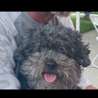 DeenieB (@deeniebrock) 's Twitter Profile