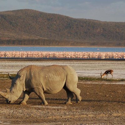 Welcome to the official page of Lake Nakuru National Park. 
Hotline Number: 0728 355 267