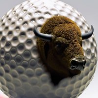 Wichita SE Buffalo Golf (@wse_buffgolf) 's Twitter Profile Photo Wichita SE Buffalo Golf (@wse_buffgolf) 's Twitter Profile Photo
