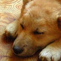 mage (@lfi_mage) 's Twitter Profile