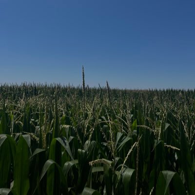 Field Testing Agronomist at Bayer | Corn | Wheat