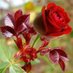Shoaib Jasoor (@afgsupport433) Twitter profile photo Shoaib Jasoor (@afgsupport433) Twitter profile photo