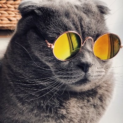 Catwoman310520's profile picture. 🇬🇧 based 📚 collector 🎵 lover    🌎 educator ✍️ editor 🐱 human