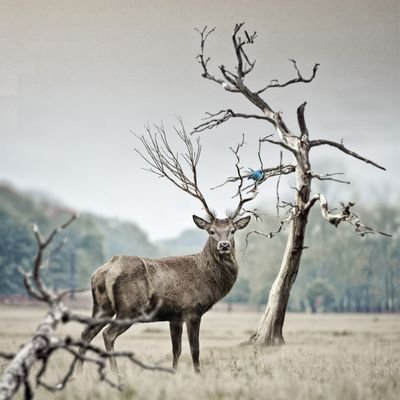 abxe_h's profile picture. Building in silence. Can only talk after deploy.