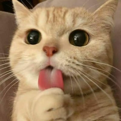 Posting cute cats and dogs
no content owned, dm for credit/removal requests