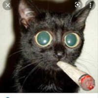 stimsthekitty (@stimsthekitty) 's Twitter Profile Photo
