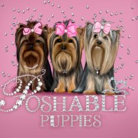 Poshable Puppies Chicago(@chicagopuppies1) 's Twitter Profile Photo