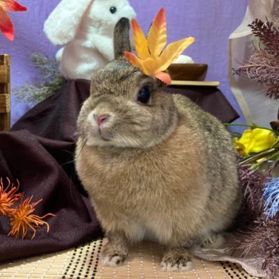 llllwxco's profile picture. 