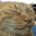 ねこのニコラス (@nicolasisacat) Twitter profile photo ねこのニコラス (@nicolasisacat) Twitter profile photo