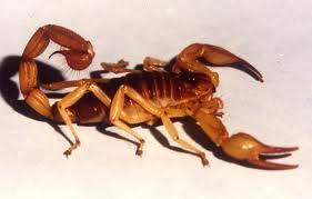 ControldePlaga2's profile picture. 