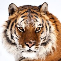 Toxic Tiger (@toxictigermiz) 's Twitter Profile