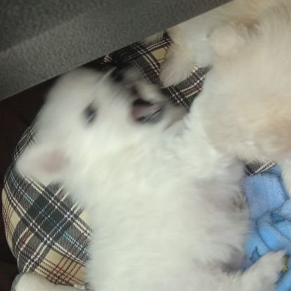 Ppaa005's profile picture. เจ้าของหมาโง่3ตัว