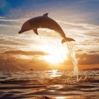 Astley Primary Dolphins (@astley_primary4) 's Twitter Profile