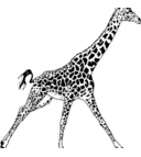 Marcel Franklin - @MarcelFranklin1 - Twitter