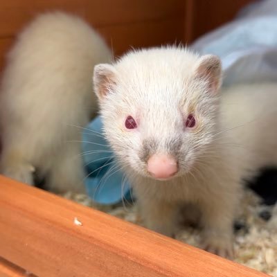 Real_axieanna's profile picture. 17 ♊️ Welsh