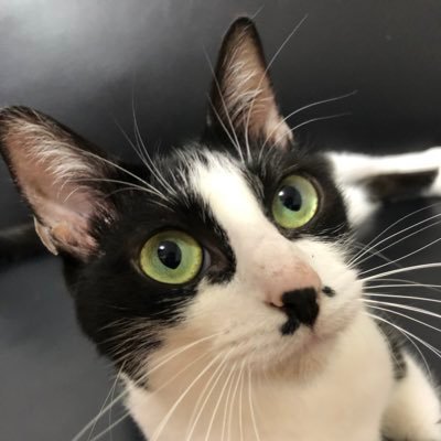 保護猫おこめと暮らしてる保護者が綴ってます。8月生まれの3歳の女の子。フォローご自由に。猫ちゃん写真上げてると無言フォローしてます。DM❌ 先代→ヤクト(@jagd_red_tabby)