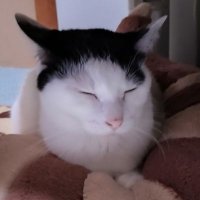 ねこきち (@nyankoro_mofu2) 's Twitter Profile