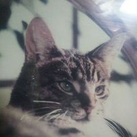 yukimyao30 (@yukimyao_30) 's Twitter Profile