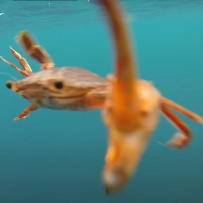 Salmon_almond's profile picture. 