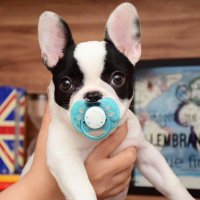 Frenchie Shop(@shop_frenchie) 's Twitter Profile Photo