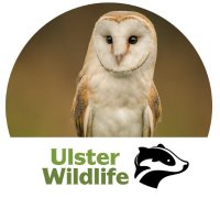 Barn Owls - Ulster Wildlife(@BarnOwlsNI) 's Twitter Profile Photo