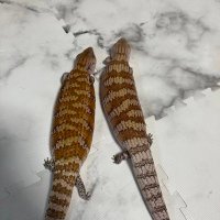 エモシオン(ゆうき) (@emocionyuuki) Twitter profile photo