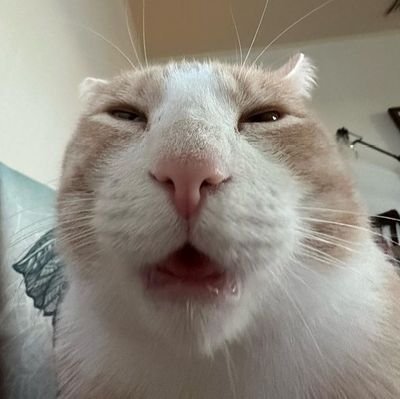 ✨Akun berisi kucing dan sambatan✨