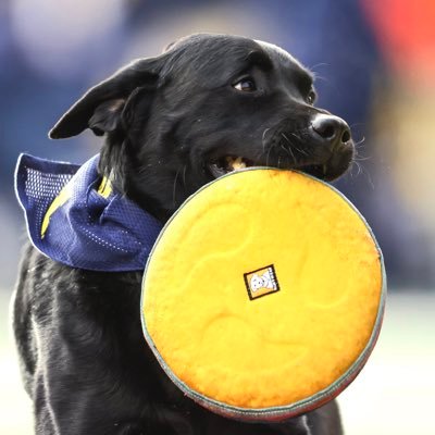 Victor the Frisbee Dog