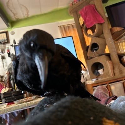 shakeyj666's profile picture. 