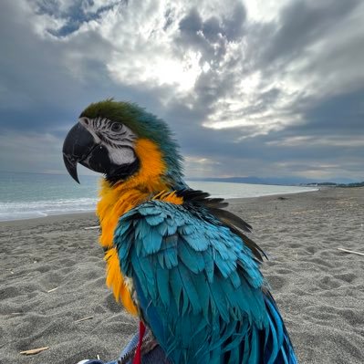 鳥と爬虫類沼から抜け出せない